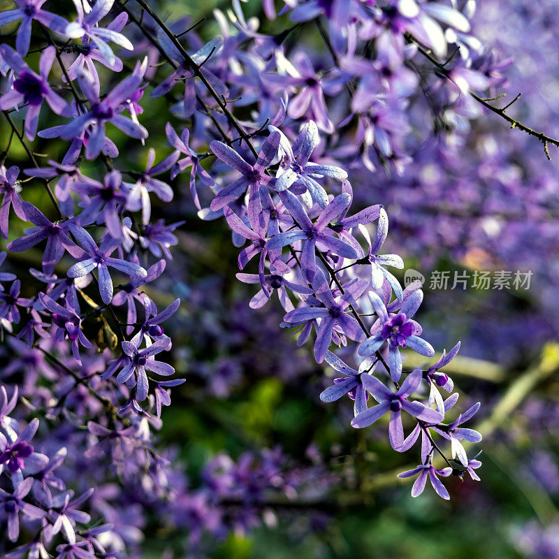 紫皇后花环(Petrea volubilis)开花藤蔓